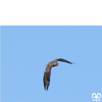 گونه سارگپه استپی Common Buzzard